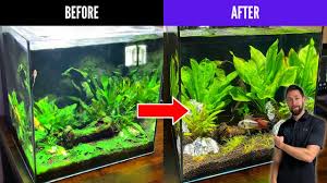 aquarium fish tank algae control