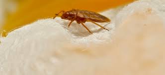 bed bug pest control chemicals