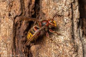 an update on asian giant hornets nc