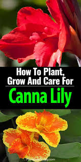 Good, clear information. eric perez. Canna Lily Care Plant Growing And Care For Canna Lilies