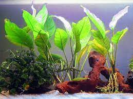 12 aquarium plants that don t need co2