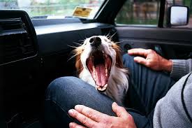 dog smells from your car