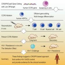 Function, proteins, disorders, pathways, orthologs, and expression. Crispr Cas9 Mediated Ccr5 Ablation In Human Hematopoietic Stem Progenitor Cells Confers Hiv 1 Resistance In Vivo Molecular Therapy
