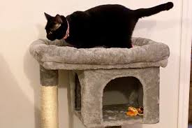 the 6 best cat trees for senior cats of