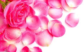 beautiful pink rose petals in