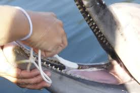 dolphin having teeth cleaned stock