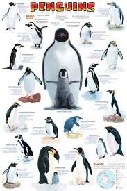 Penguins Chart