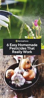 6 easy homemade pesticides that really work