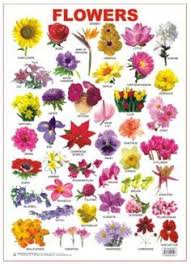Find This Pin And More On Educational Charts Flower Bulb