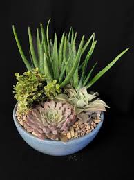 Succulent Ceramic Dish Garden In Forney