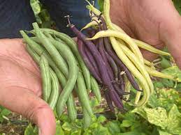yard and garden growing beans in the