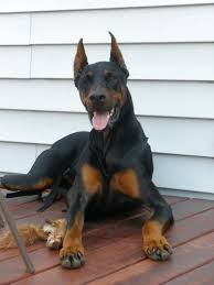 How Much Did Your Female Doberman Weigh At 8 Months