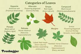 identify deciduous trees by their leaves