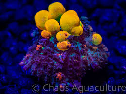 Our tck powerball bounce is currently sold out. What S Makes A Bounce Mushroom Coral So Special Chaosaquaculture Com
