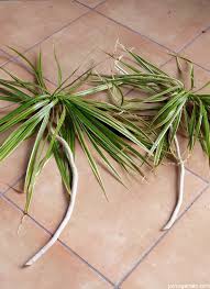 You can propagate your dracaena marginata with stem cuttings in water. How To Prune A Dracaena Marginata Dragon Tree