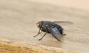 Keep Flies Away From Porch Patio Deck