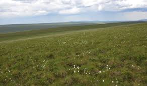 peat expansion in the arctic tundra