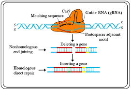 genome editing of cas9