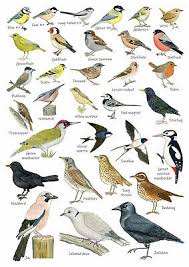 British Birds Identification Chart Wildlife Poster New