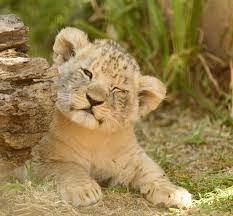 Lion Cub Förtjusande Söt - Gratis foto på Pixabay - Pixabay