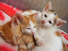 cats cute kitten little s