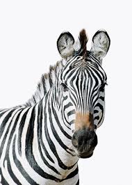 African Zebra Customised Framed Print