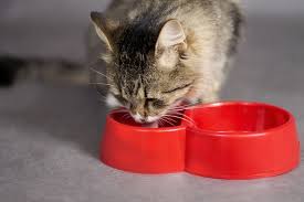 electrolytes for cats