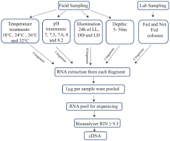 Flow Chart Of The Experimental Procedure