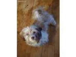 Discover the tiny havanese dog! Puppyfinder Com Havanese Puppies Puppies For Sale Near Me In Antigo Wisconsin Usa Page 1 Displays 10