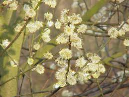 Salix caprea - Wikipedia