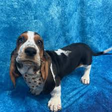 We are basset hound owners first and breeders second. Basset Hound Puppies Petland Pensacola