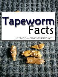 10 tapeworm facts pet sitting dog