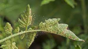 how to get rid of spider mites forbes