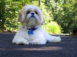 How Much Should A Shih Tzu Weight Healthy Weight For Shih Tzu