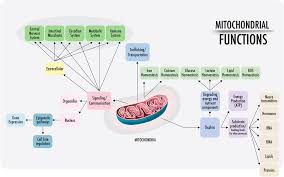 Frontiers Mitochondria It Is All