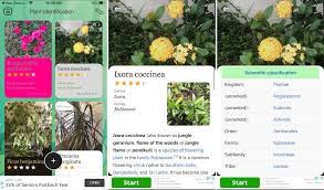 So these apps help you identify the plant and the flower as well. The Best Flower And Plant Identifier Apps For Iphone