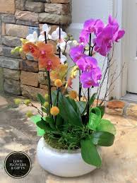 spectacular quad orchids in johns creek