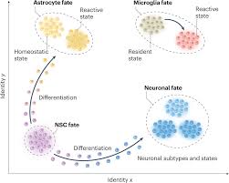 neural cell state shifts and fate loss