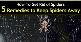5 simple solutions to get rid of spiders