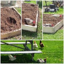 raised bed gardens with horse manure