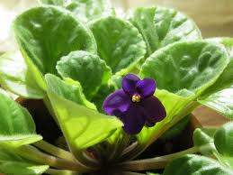 Tips and tricks for this gentle flowers. 6 Steps To Keep African Violets Blooming Espoma