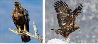 2 types of eagles found in michigan
