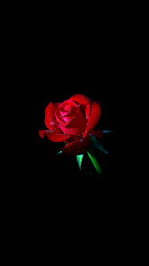 Red Rose Dark Flower Nature Android ...