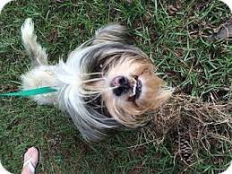 Save a pet dothan, alabama, dothan, alabama. Dothan Al Lhasa Apso Meet Baxter A Dog For Adoption Dog Adoption Lhasa Apso Pets