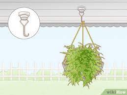Easy Ways To Hang Plants Without Holes