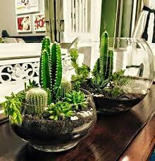 Succulent Garden Diy Indoor Cactus