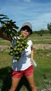 macadamia as an alternative crop for