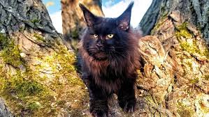 the astonishing black maine cat