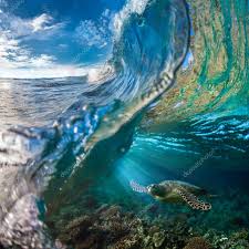 sea turtle underwater in beautiful