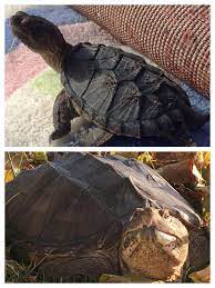 And i do see your point. Four Years Ago My Wife Rescued A Baby Snapping Turtle From A Busy Street Snap Has Became Our Really Sweet Pet The Top Pic Is From Day One And The Bottom Is